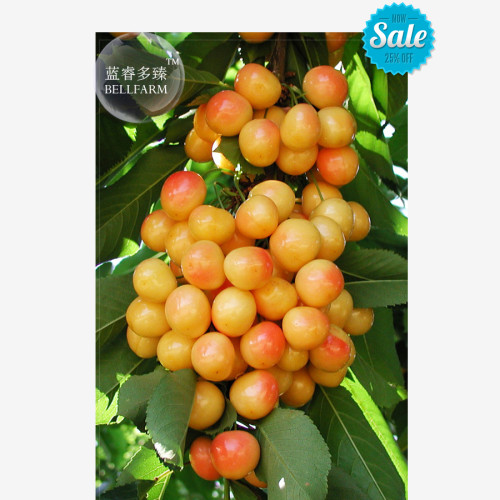 BELLFARM 20+ Rainier Cherries Female Seeds, Professional Pack, tasty big fruits yellowish red fruits BD044H