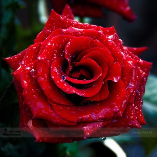Strong Fragrant Red Rose Flower Seeds, Professional Pack, 50 Seeds / Pack, Big Blooming Garden Rose #LG00029