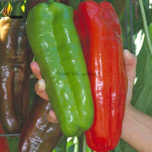 Rare Heirloom Giant Marconi Sweet Peppers Vegetables, 100 Seeds, hybrid red green yellow colors E3530