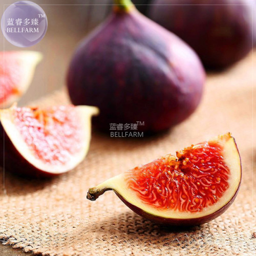 BELLFARM Rose Red Fig Ficus Carica Tree Fruits Seeds, 5 seeds, professional pack, red skin rose red inside sweet organic fruits