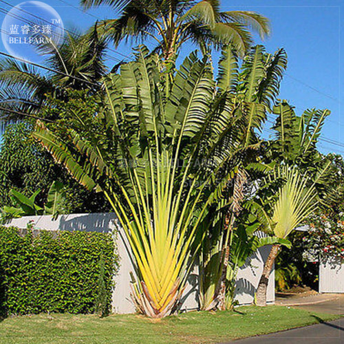 BELLFARM Travellers Palm (Ravenala madagascariensis) Bonsai Seed, tropical home garden ornamental plant BD058H
