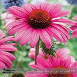 'May Jay' Red Purple Coneflower Echinacea purpurea Flower Seeds, Professional Pack, 100 Seeds / Pack, SOW MAY - SEPT