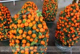 Small Potted Edible Orange Bonsai Organic Seeds, Professional Pack, 20 Seeds / Pack, Tasty Sweet Fruit Ornamental Indoor Plants