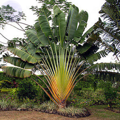 BELLFARM Travellers Palm (Ravenala madagascariensis) Bonsai Seed, tropical home garden ornamental plant BD058H