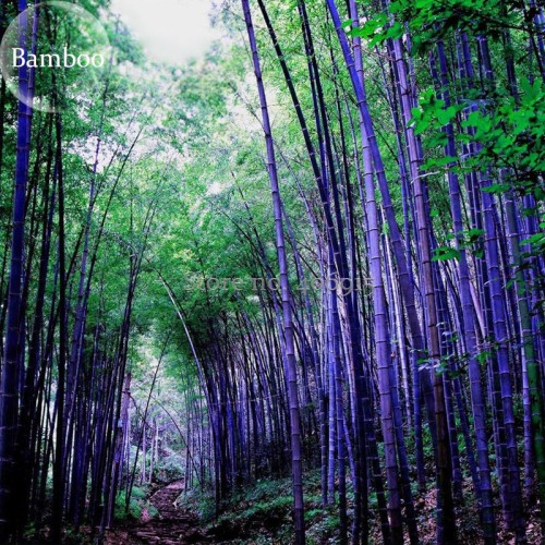 Rare Purple Bamboo, 30 Seeds, beautiful outdoor garden perennial plants seeds, light up your garden E3579
