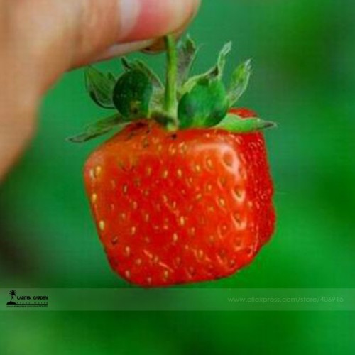 New Variety Rarest Square Red Strawberry F1 Seeds, Professional Pack, 100 Seeds / Pack, Great Tasty Juicy Sweet Strawberry E3065