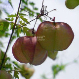 BELLFARM Heart-pea Candiospermum halicacabum Ornamental Vine Plant Seeds, 5 seeds, original pack, heart-seed interestional climb