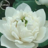 Rare Mixed 4 Types of Lotus Flowers, 10 Seeds, new long flowering attractive butterfly light up your garden E3704