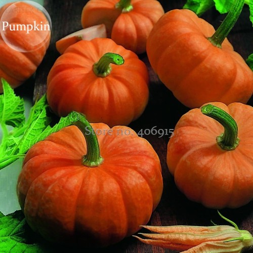 Heirloom Orange Jack Be Little Pumpkin, 10 seeds, delicious nutritious healthy green vegetables E3590