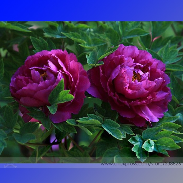 RareHeirloomBigBloomingPurplePeonyShrubFlower