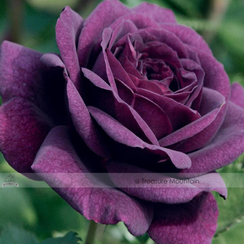 1 Professional Pack, 50 seeds / pack, Big Purple Chinese Rose Light Fragrant Flowers Blooming Garden Plant #NF409