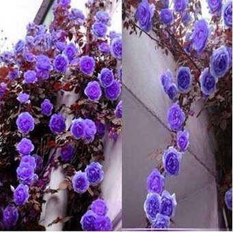 1 Professional Pack, 100 Seeds / Pack, Rare Purple Climbing Rose Seeds, Very Beautiful Ornamental Climbing Flowers #A00098
