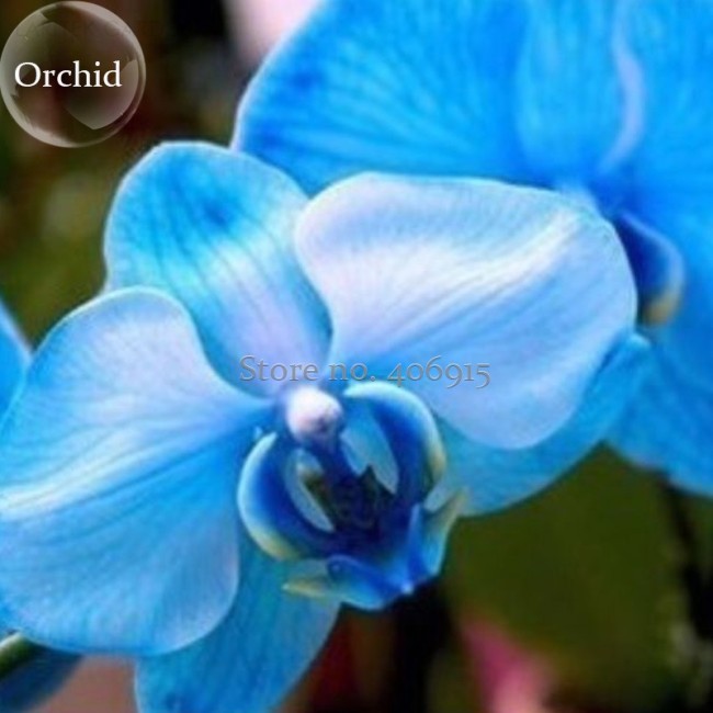 Blue Butterfly Orchid Seeds, 100 seeds, fragrant pretty light up garden E3601