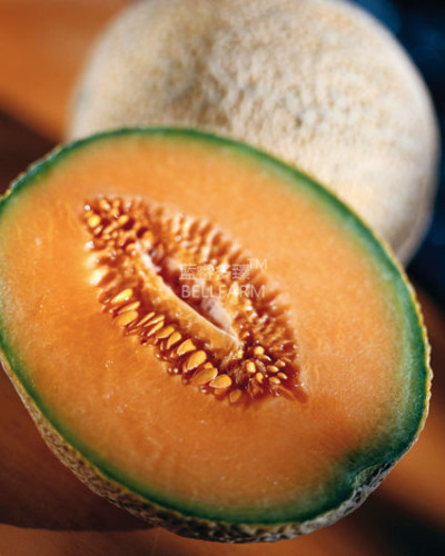 BELLFARM Sweet Melon Canteloupe Retato Delgi Fruit Seeds, 20 seeds, sweet tasty juicy heirloom fruits