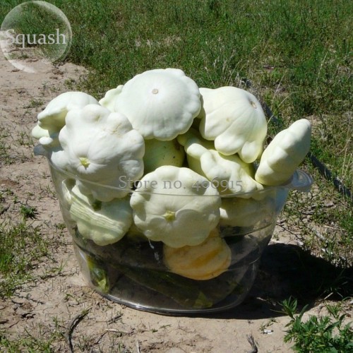 Summer Squash White Patty Pan Scallop, 5 Seeds, ornamental vegetables edible E3570