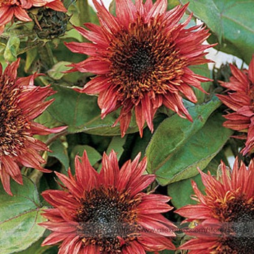 Double Dandy Hybrid Sunflower Ornamental Seeds, Professional Pack, 15 Seeds / Pack, Heavily Ruffled Blooms #NF974