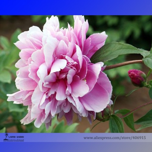 Heirloom 'Shao Nvqun' Pink Multi Petalled Peony Flower Seeds, Professional Pack, 5 Seeds / Pack, Light Fragrant Flowers 3186
