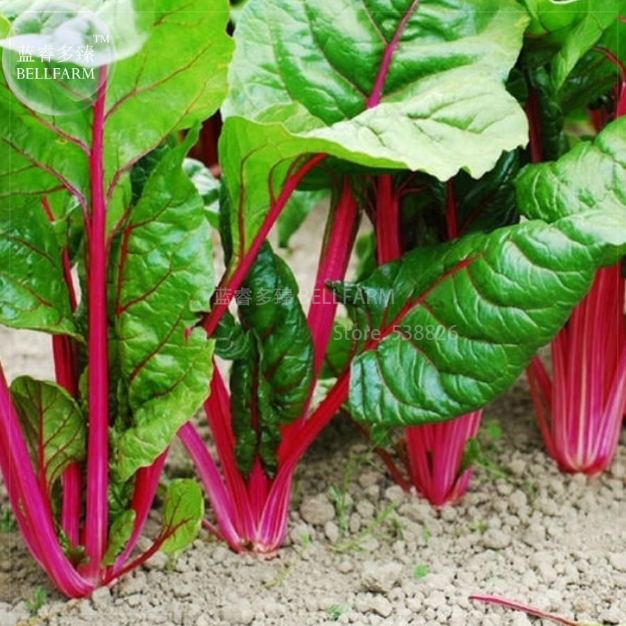 BELLFARM20+PerpetualSpinachvarietiesSwissChardPinkFlamngoEdibleVegetableSeeds,organicsweetvegetablesBD056H