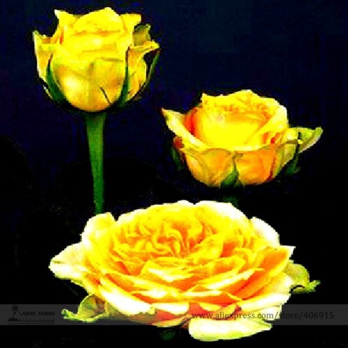 Heirloom 'Euro Tri' Yellow Rose Shrub Flower Seeds, Professional Pack, 50 Seeds / Pack, Light Fragrant Flowers E3308