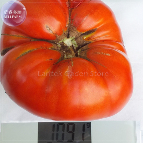 Super Rare Red Giant Competition Tomato Seeds, 100 Seeds, Professional Pack, Big Zac heirloom tomato E4078