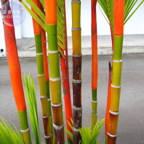 BELLFARM Lipstick Palm Cyrtostachys Renda Tree, 10 seeds, red sealing wax palm E3831