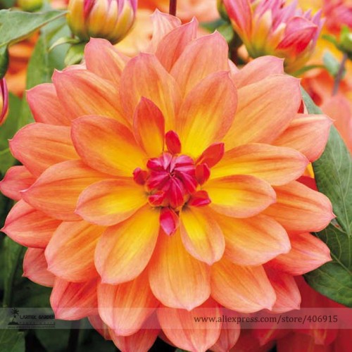 Heirloom 'Fire Pot' Dahlia Flower Seeds, Professional Pack, 20 Seeds / Pack, Bloom First Year Double Blooms Long Bloomers E3232