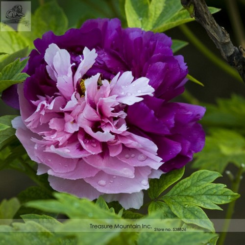 Rare New 'Za Gu' Pink Purple Peony Tree Flower Seeds, Professional Pack, 5 Seeds / Pack, Heirloom Beautiful TS111
