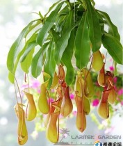 5 pcs Bonsai Nepenthes Seeds, Eat Mosquito Pitcher Plants, Interesting Succulent LT360