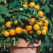 UK Organic Bright Yellow Round Cherry Tomato Seeds, Professional Pack, 100 Seeds / Pack, Tasty Juicy Sweet Fruit E3069