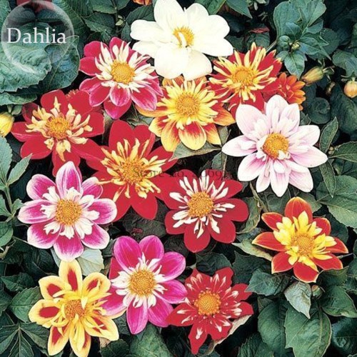 Mixed Colorful Dwarf Dahlia Perennial Bonsai Flowers, 50 seeds, strong fragrant flowers E3730