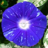 Imported Dark Blue Light Blue Stripe Morning Glory Seeds, 10 Seeds, very beautiful annual flowers E3525