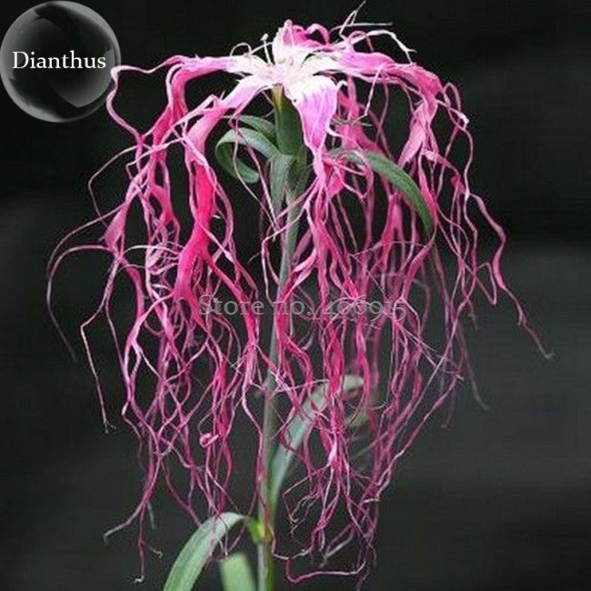 Rare Beautiful 'long hair' Mixed Dianthus Annual Flowers mixed red pink white, 50 Seeds, very rare heirloom flowers E3721
