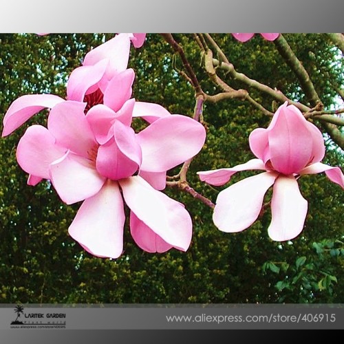 Heirloom Taizhou Pink Yulan Magnolia Big Blooming Fragrant Shrub Flowers 10 Seeds+