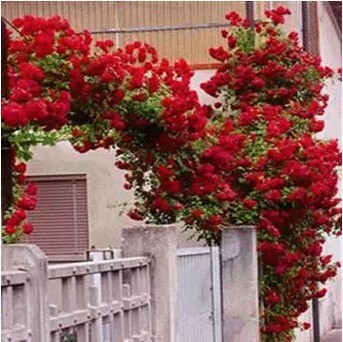 1 Professional Pack, 100 Seeds / Pack, Rare Red Climbing Rose Seeds, Very Beautiful Ornamental Climbing Flowers #A00096