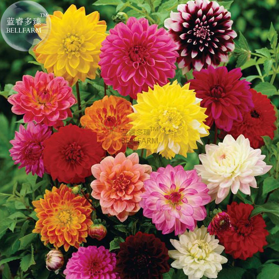 BELLFARMMixedDahliaSeeds,50seeds,professionalpack,heirloomdahliapinnataperennialflowersbonsaihomegardenBD161H