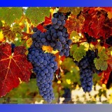 Rare French Cabernet Sauvignon Grape Bush Organic Seeds, Professional Pack, 15 Seeds / Pack, Grape Wine Tasty Fruit E3085