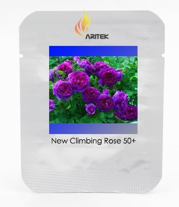 New Dark Purple Climbing Rose Perennial Flower Organic Seeds, Professional Pack, 50 Seeds / Pack, Very Beautiful Garden Flower