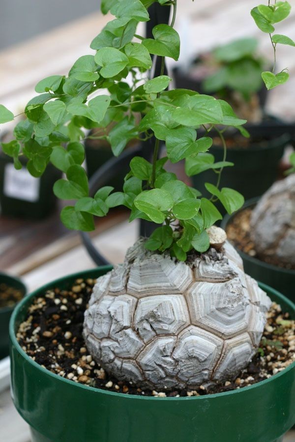 US$ 2.92 - Dioscorea Elephantipes Imported Elephant's Foot Yam Seeds