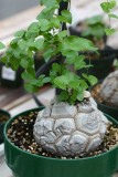 Dioscorea Elephantipes Imported Elephant's Foot Yam Seeds, Professional Pack,  bonsai indoor or outdoor available TS274T