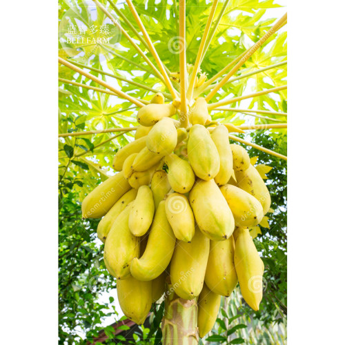 BELLFARM 6 Yellow Papaya Tree Female Seeds, Professional Pack, tasty big chest enlarging fruits BD042H