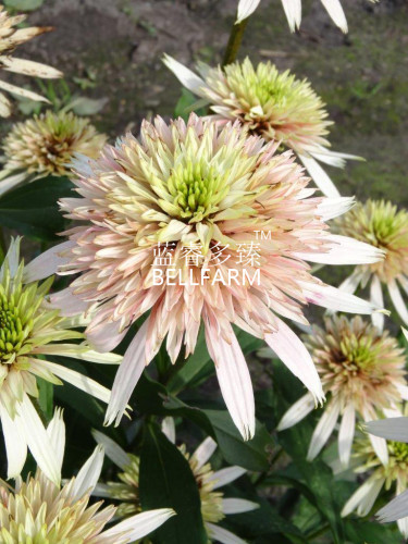 BELLFARM Echinacea 'Cherry Fluff' Perennial Coneflower Seeds, 200 seeds, double flowering coneflowers lime green buds