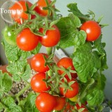 Mixed 24 Types Organic Tomato, 100 seeds, tasty edible heirloom tomato E3756