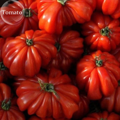 Rare Zapotec Ruffled Bright Red Tomato, 100 seeds, tasty edible organic fruits E3787