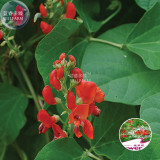 BELLFARM Runner Bean 'Scarlet' Phaseolus coccineus Flower Seeds, 15 seeds, original pack, rose red climbing flowers