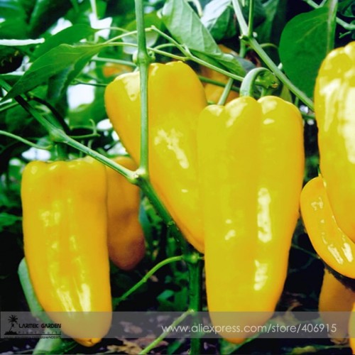 Heirloom Yellow Long Sweet Pepper Hybrid 'Huang La Meizi' Seeds 20+ Edible
