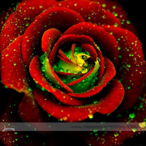 Heirloom Big Blooming Red Green Rose Bush Flower Seeds, Professional Pack, 50 Seeds / Pack, Strong Fragrant Climbing Flowers