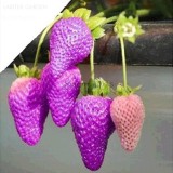 Mixed 4 Types of Blue Purple White Red Strawberry, 100 Seed, delicious fruit bonsai fruits E3829