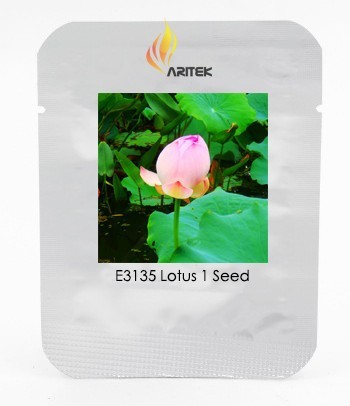 Heirloom Fragrant Ball Pink Nelumbo Nucifera Lotus Flower Seeds, Professional Pack, 1 Seed / Pack, Beautiful Flower E3135