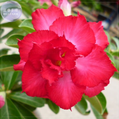 Imported 'sunrise' Adenium Desert Rose Seeds, professional pack, 2 Seeds, 4-layer fire red petals TS337T