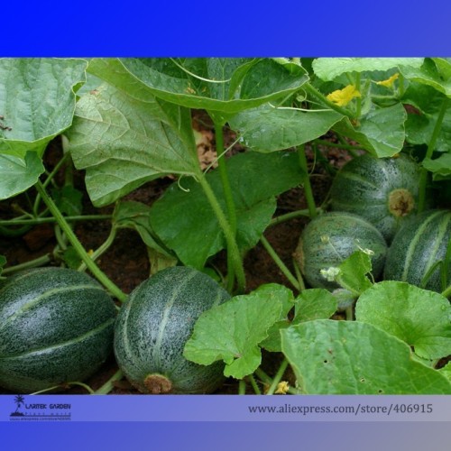 Rare Heirloom Small Emerald Gem Melon Cucumis Melo Seeds, Professional Pack, 20 Seeds / Pack, Very Sweet E3339